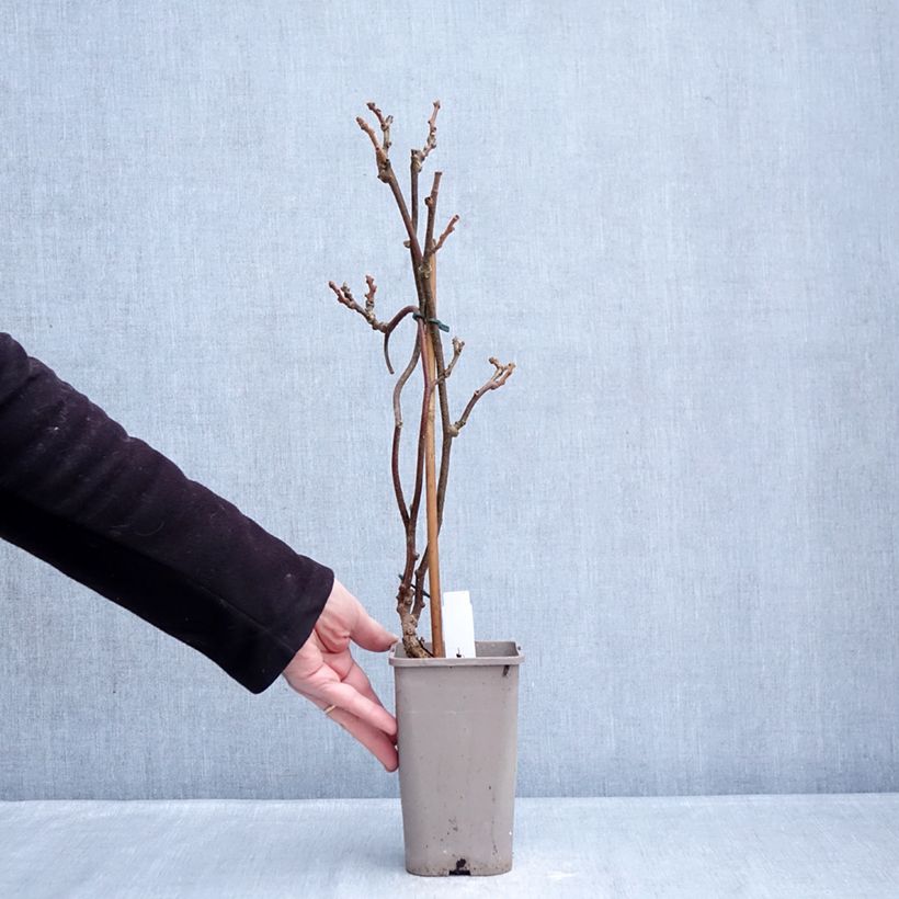 Exemplaar van Kiwi Petite Homme (femelle) - Actinidia deliciosa Pot van 2 l/3 l zoals geleverd in de winter