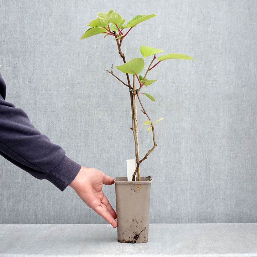 Exemplaar van Kiwi - Actinidia deliciosa Petit Homme (vrouwelijk) Pot van 2 l/3 l zoals geleverd in de lente