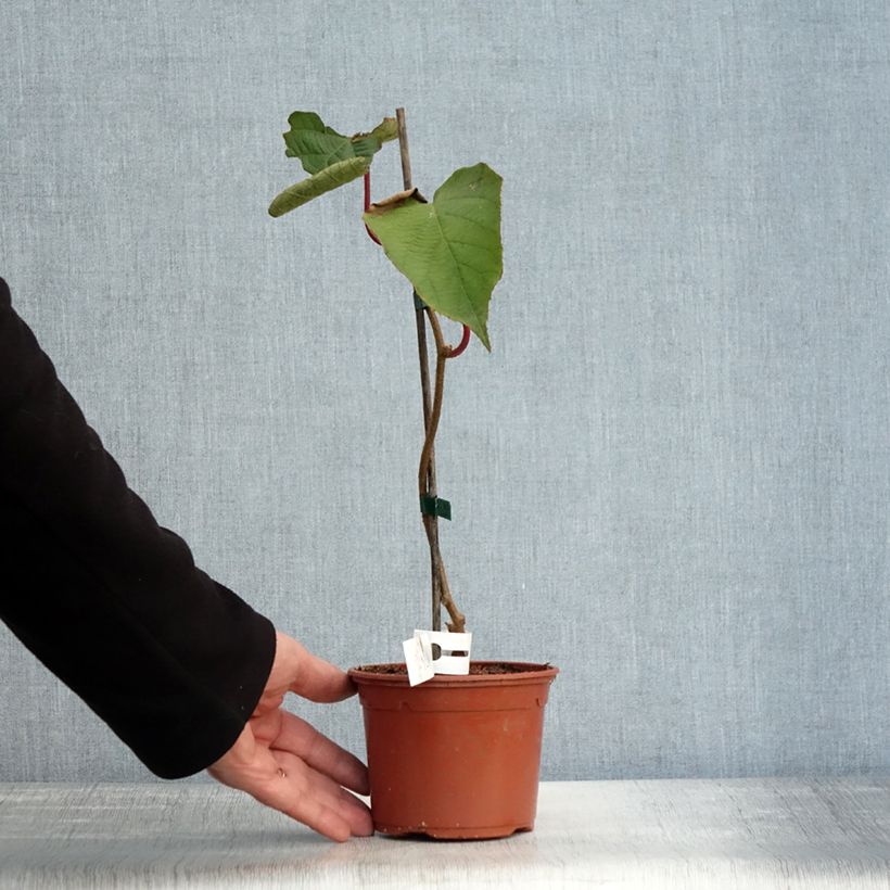 Exemplaar van Kiwi - Actinidia deliciosa Solissimo Pot van 1 l/1,5 l zoals geleverd in de herfst