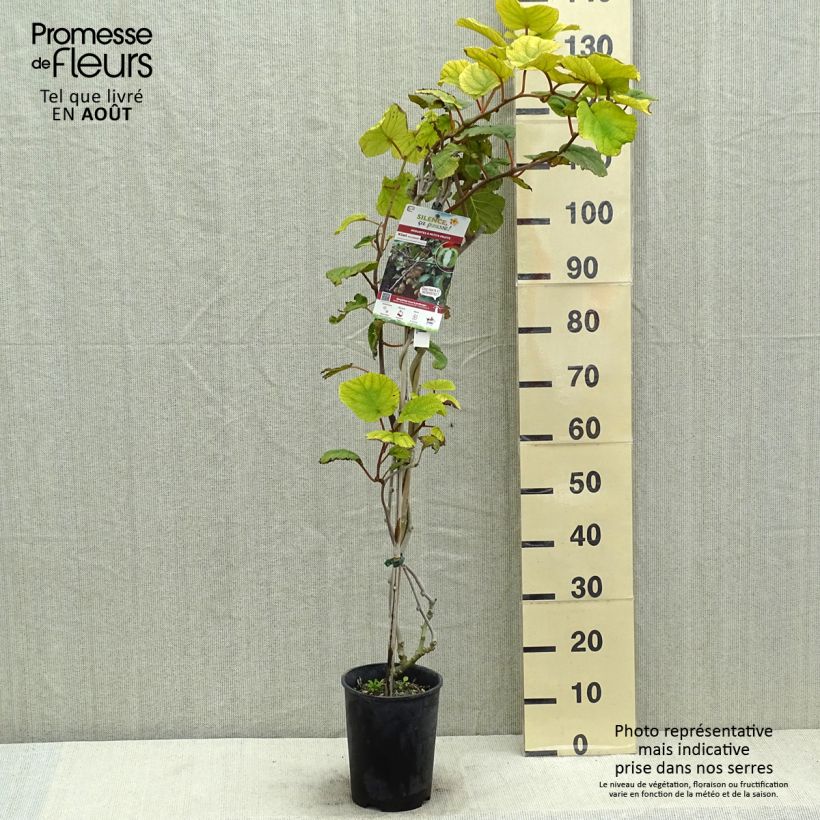 Exemplaar van Kiwi - Actinidia deliciosa Solissimo Pot van 4 l/5 l zoals geleverd in de zomer