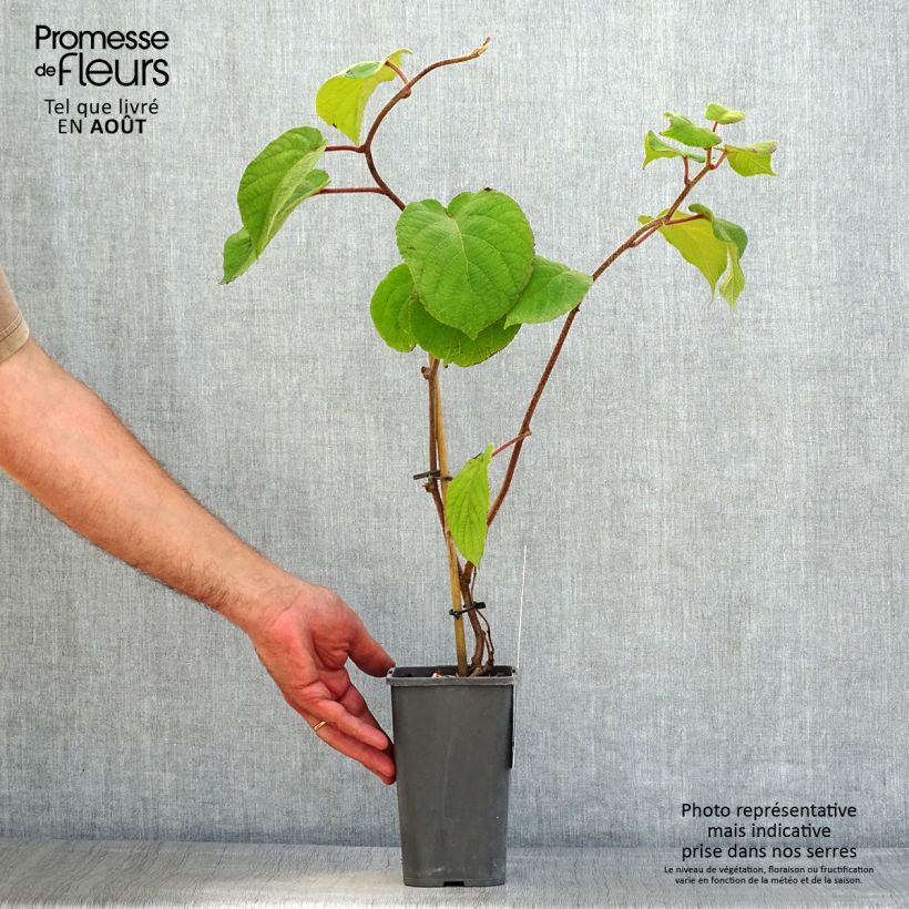 Exemplaar van Kiwi - Actinidia chinensis Solissimo BIO Pot van 1,5 l/2 l zoals geleverd in de zomer