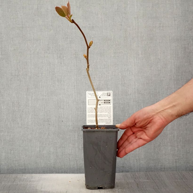 Exemplaar van Kiwi - Actinidia chinensis Solissimo BIO Pot van 1,5 l/2 l zoals geleverd in de lente