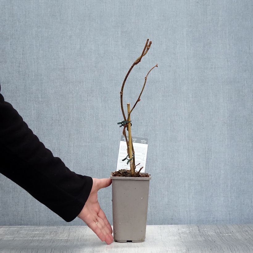 Exemplaar van Kiwi Tomuri (mâle) - Actinidia deliciosa Pot de 2L/3L zoals geleverd in de herfst