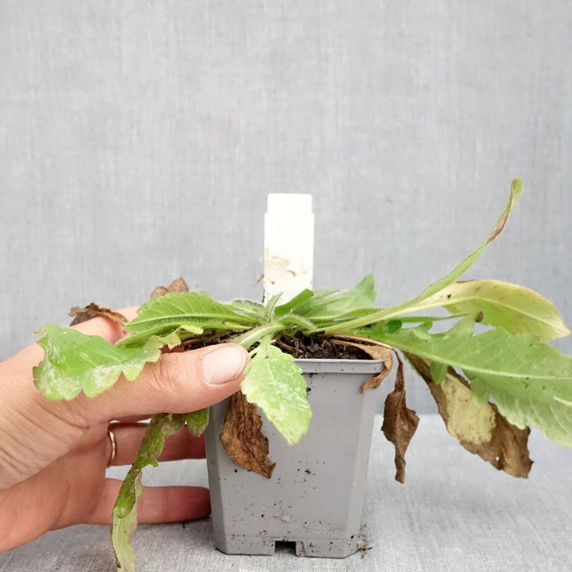 Exemplaar van Knautia arvensis - Beemdkroon Kweekpotje van 8/9 cm zoals geleverd in de herfst