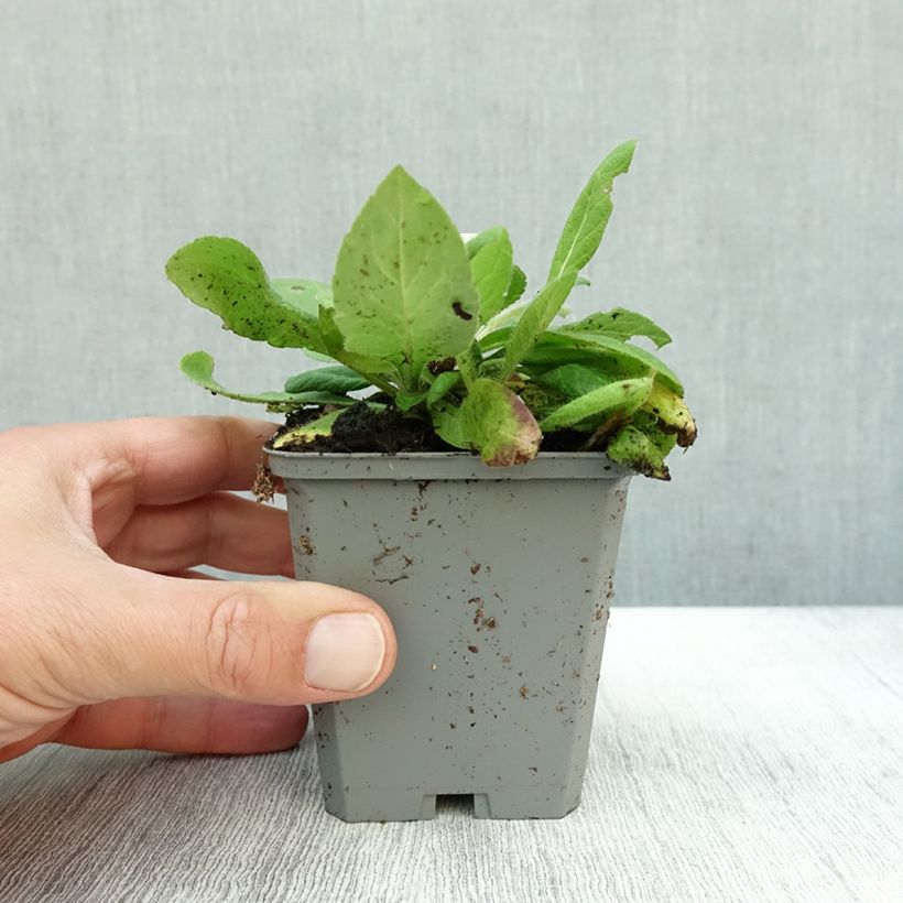 Exemplaar van Knautia macedonica Mars Midget - Beemdkroon Kweekpotje van 8/9 cm zoals geleverd in de herfst