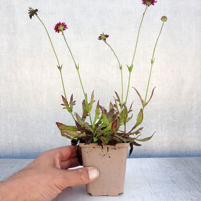 Exemplaar van Knautia macedonica Mars Midget - Beemdkroon Kweekpotje van 8/9 cm zoals geleverd in de zomer