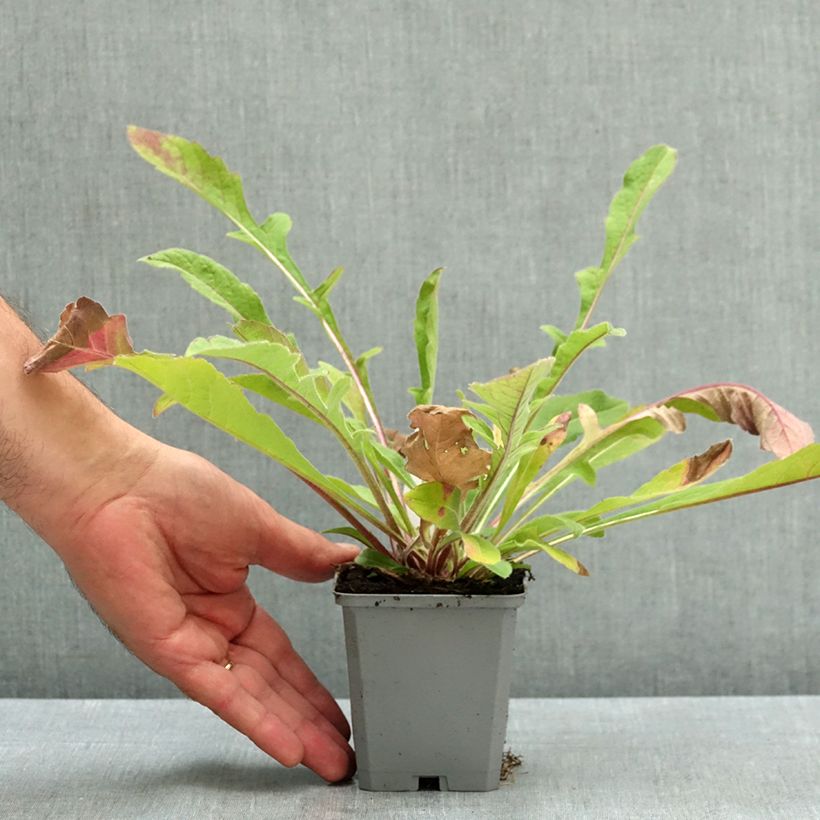 Exemplaar van Knautia macedonica Melton Pastels - Beemdkroon Kweekpotje van 8/9 cm zoals geleverd in de zomer