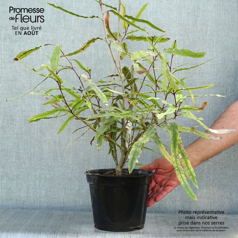 Exemplaar van Knightia excelsa - Rewarewa Pot van 3 l/4 l zoals geleverd in de zomer
