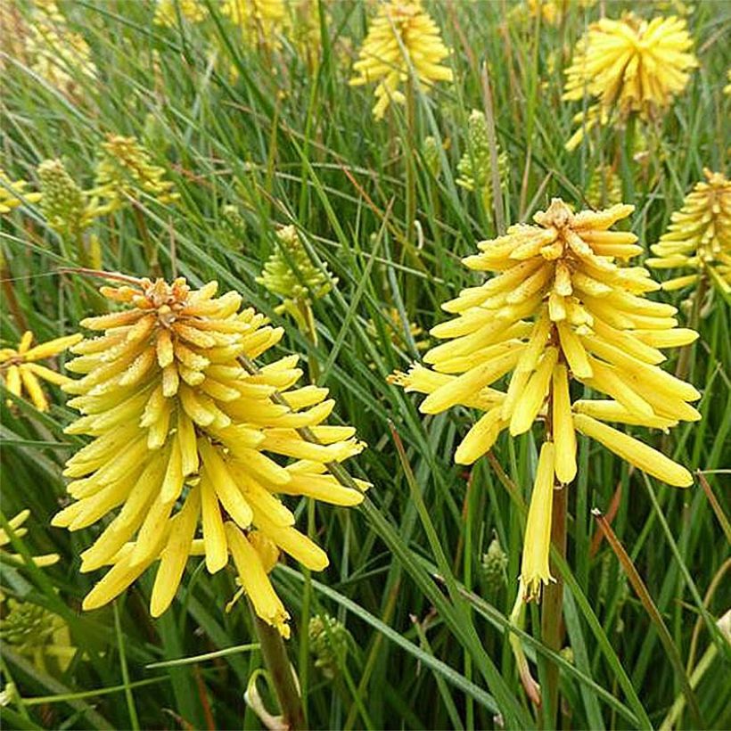 Kniphofia Banana Popsicle - Vuurpijl (Flowering)