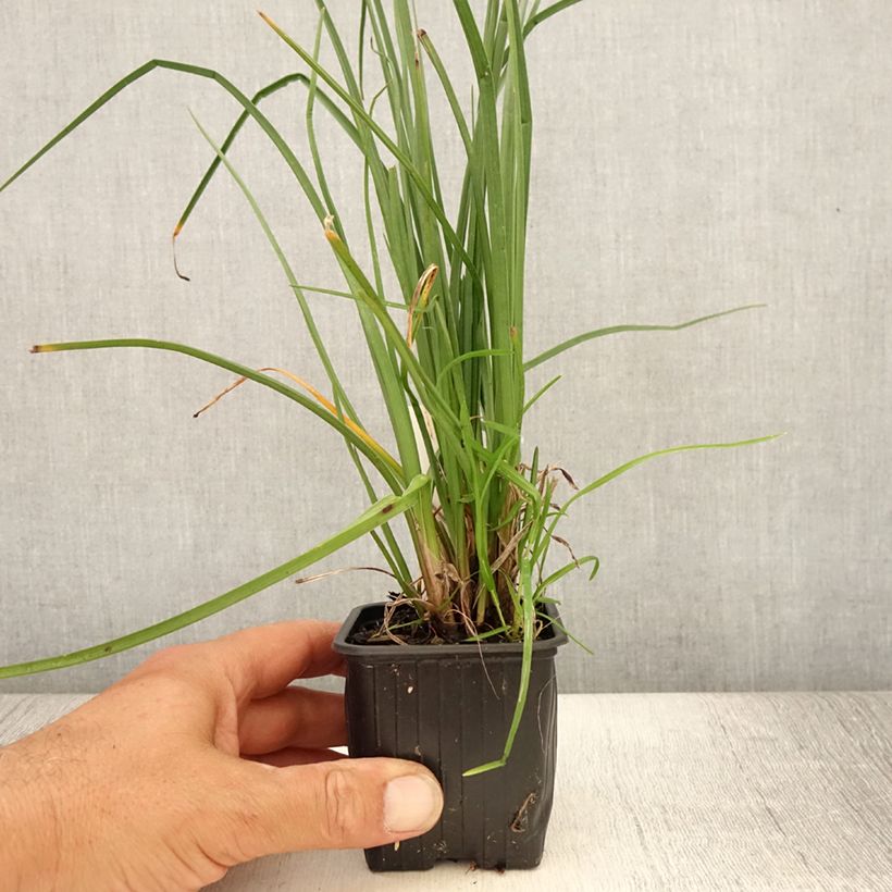 Exemplaar van Kniphofia Bees Lemon - Vuurpijl Kweekpotje van 8/9 cm zoals geleverd in de zomer