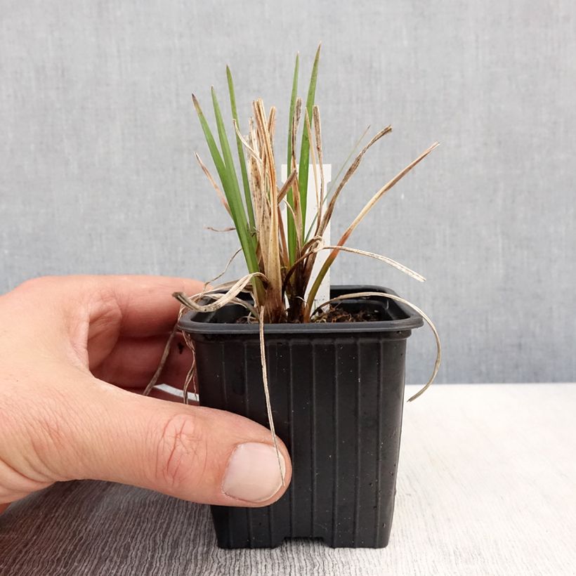 Exemplaar van Kniphofia Bees Lemon - Vuurpijl Kweekpotje van 8/9 cm zoals geleverd in de lente