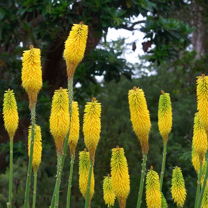 Kniphofia citrina - Vuurpijl (Flowering)