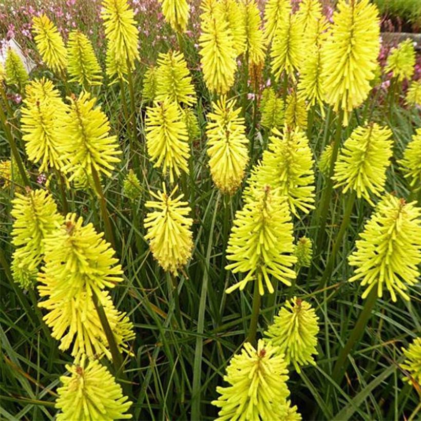 Kniphofia Dorset Sentry - Vuurpijl (Bloei)