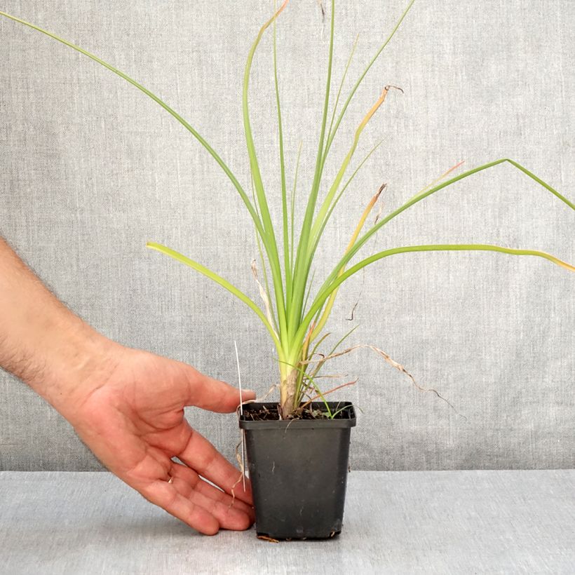 Exemplaar van Kniphofia Green Jade - Vuurpijl Kweekpotje van 8/9 cm zoals geleverd in de zomer