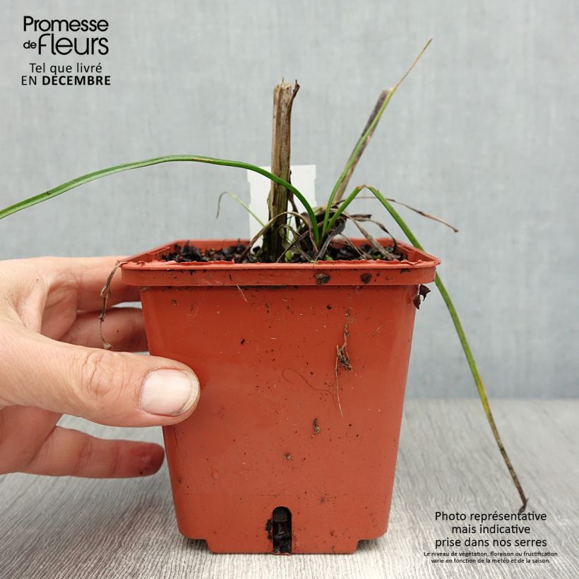 Example of Tritoma - Kniphofia Mango Popsicle Pot van 1 l/1,5 l as you get in hiver