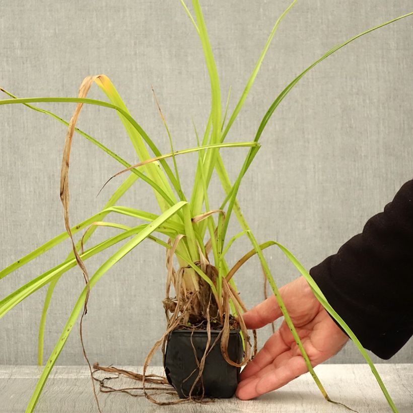 Exemplaar van Kniphofia rooperi - Vuurpijl Kweekpotje van 8/9 cm zoals geleverd in de herfst