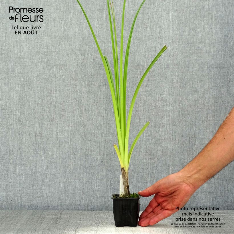 Exemplaar van Kniphofia rooperi - Vuurpijl Kweekpotje van 8/9 cm zoals geleverd in de zomer