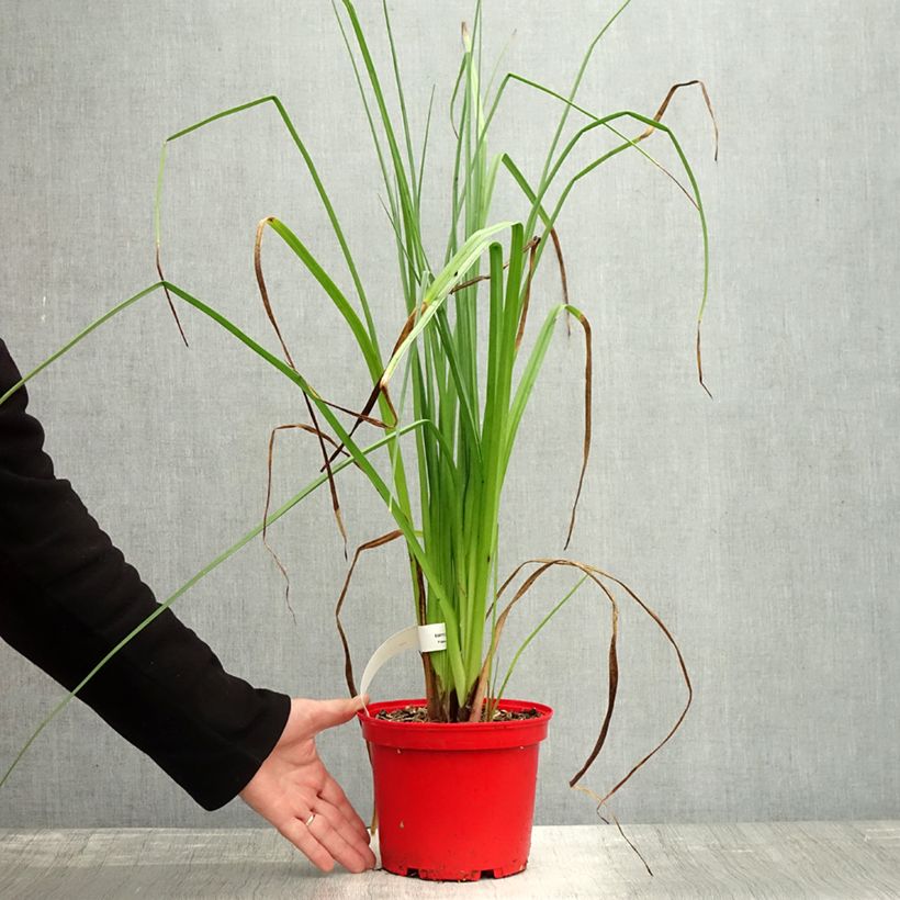 Exemplaar van Kniphofia uvaria Nobilis - Vuurpijl Pot van 3 l/4 l zoals geleverd in de herfst