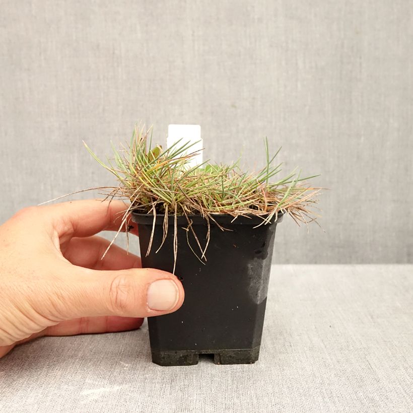 Exemplaar van Koeleria glauca - Fakkelgras Kweekpotje van 8/9 cm zoals geleverd in de herfst