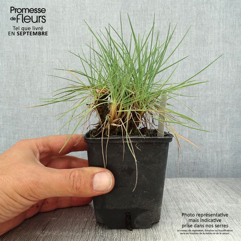 Exemplaar van Koeleria glauca - Fakkelgras Kweekpotje van 8/9 cm zoals geleverd in de zomer