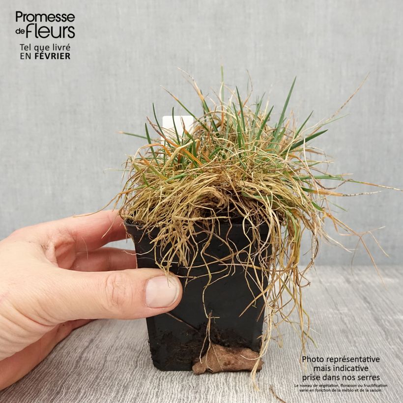 Example of Koeleria glauca - Koélérie bleue Kweekpotje van 8/9 cm as you get in hiver