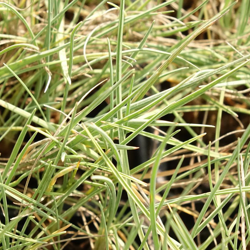 Koeleria glauca - Fakkelgras (Blad)