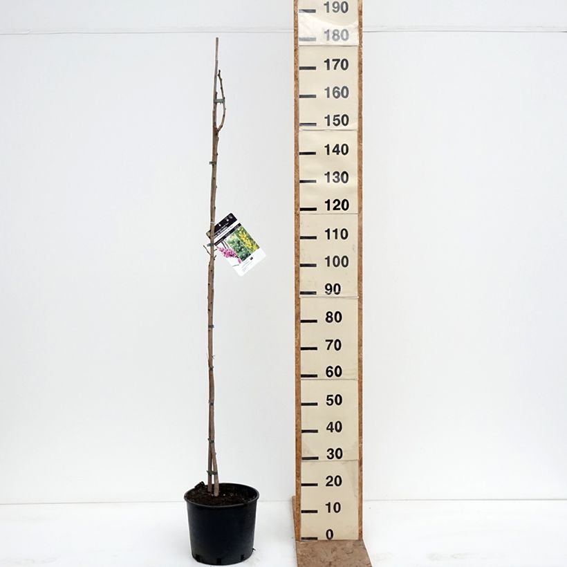 Exemplaar van Koelreuteria paniculata - Gele zeepboom Pot van 7,5 l/10 l zoals geleverd in de winter