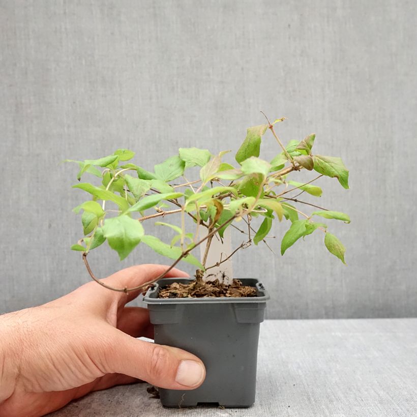Exemplaar van Kolkwitzia amabilis Pink Cloud - Koninginnenstruik Kweekpotje van 8/9 cm zoals geleverd in de lente