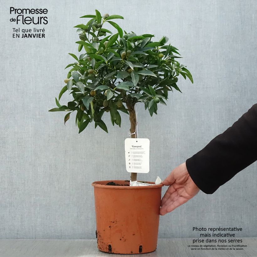 Example of Kumquat à fruits ovales - Fortunella margarita Pot van 4 l/5 l as you get in hiver