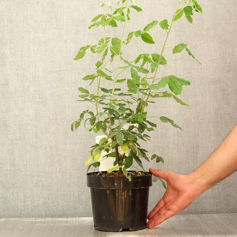Exemplaar van Laburnum anagyroides - Goudenregen Pot van 2 l/3 l zoals geleverd in de zomer