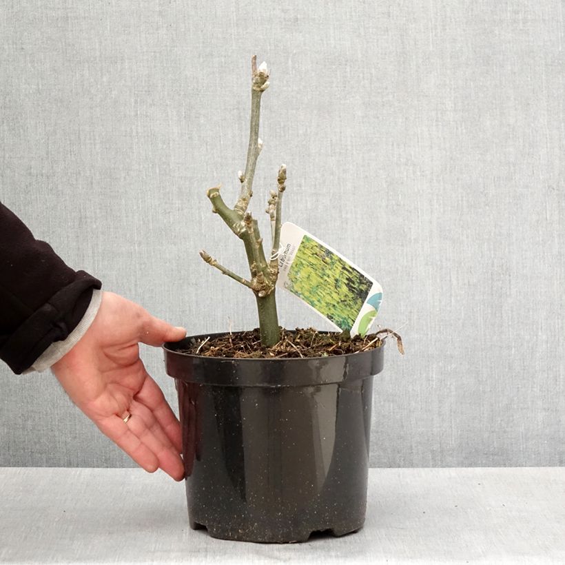 Exemplaar van Laburnum watereri Vossii - Goudenregen Pot van 3 l/4 l zoals geleverd in de lente