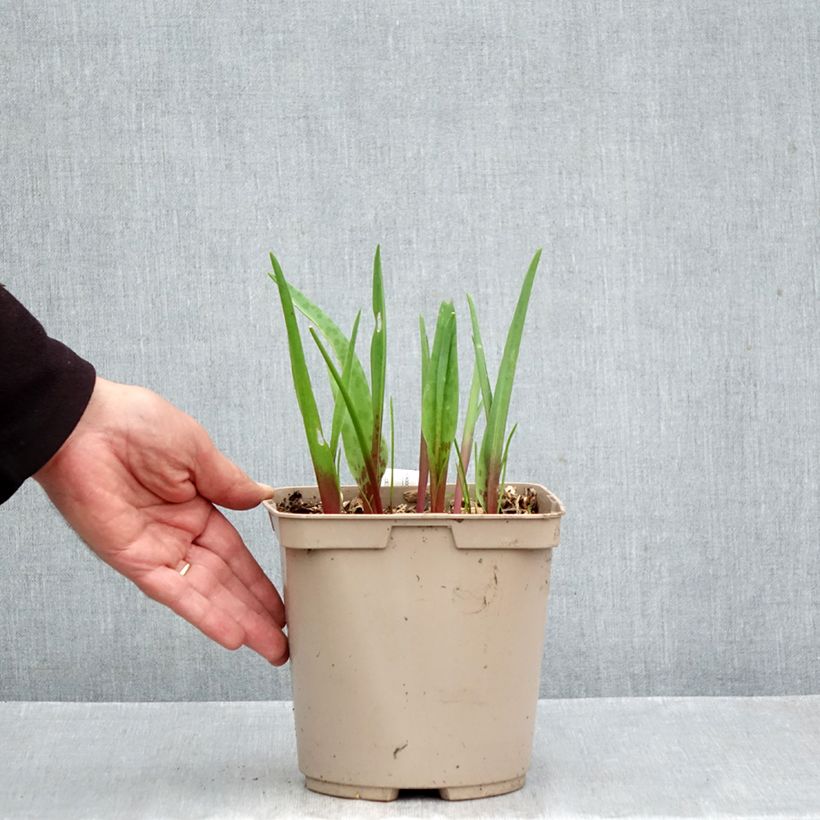 Exemplaar van Lachenalia Rosabeth - Kaapse hyacint Pot van 3 l/4 l zoals geleverd in de herfst
