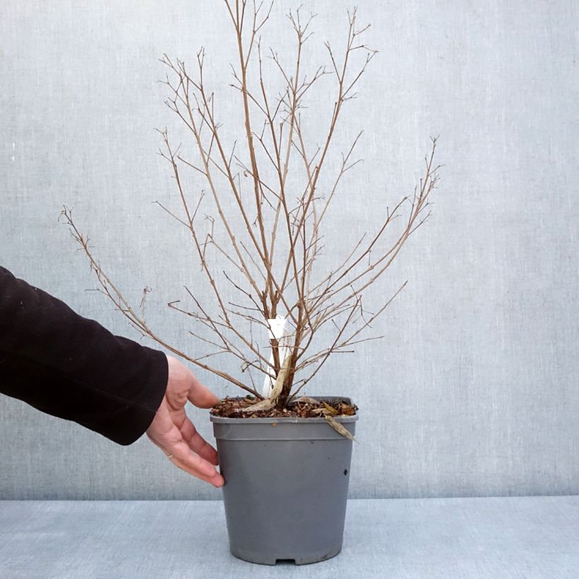 Exemplaar van Lagerstroemia indica Camaïeu d'Eté - Indische sering Pot van 4 l/5 l zoals geleverd in de lente