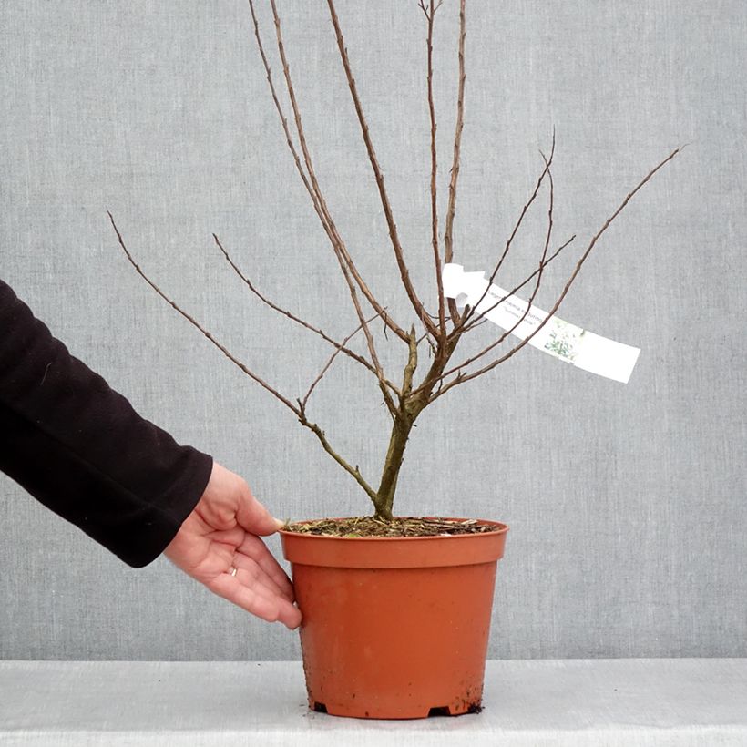 Exemplaar van Lagerstroemia indica Enduring White - Kaapse hyacint Pot van 3 l/4 l zoals geleverd in de lente