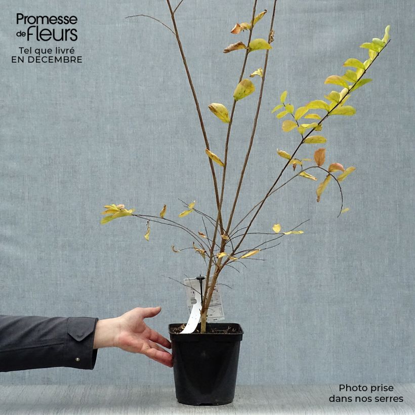 Example of Lagerstroemia indica Violet d'Eté - Indische sering Pot van 3 l/4 l as you get in hiver