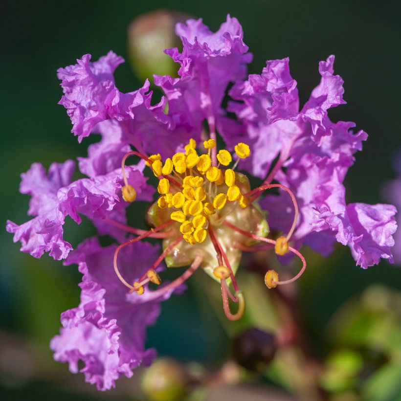 Lagerstroemia indica Black Diamond Lavender Lace - Indische sering (Flowering)