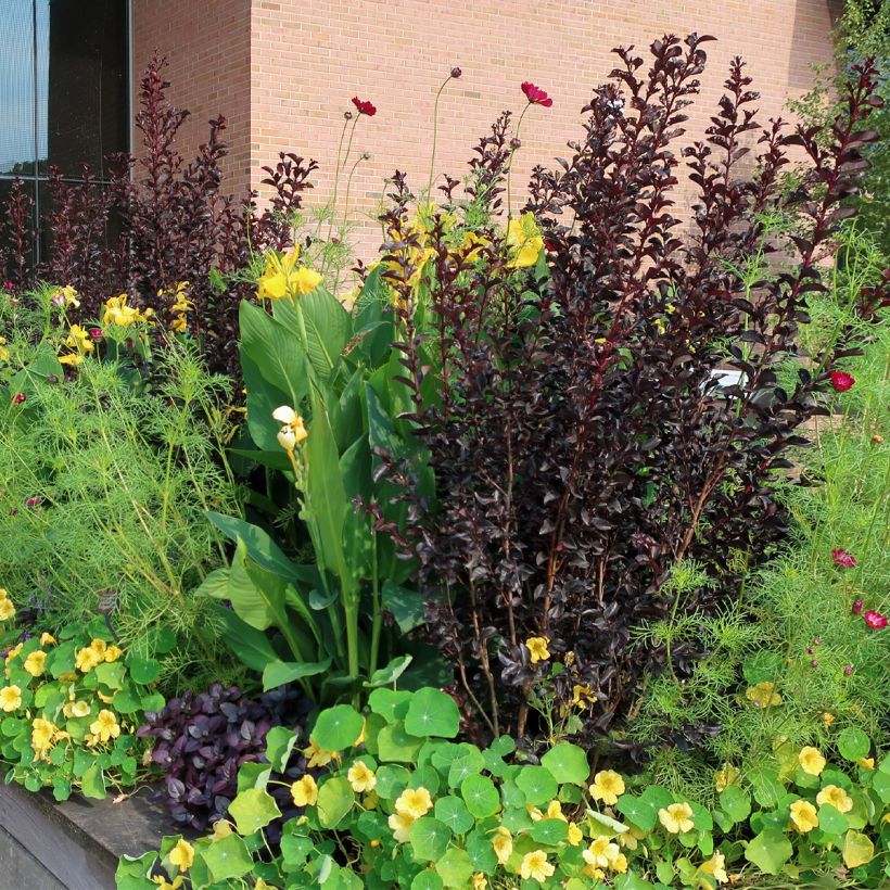 Lagerstroemia indica Black Diamond Lavender Lace - Indische sering (Plant habit)