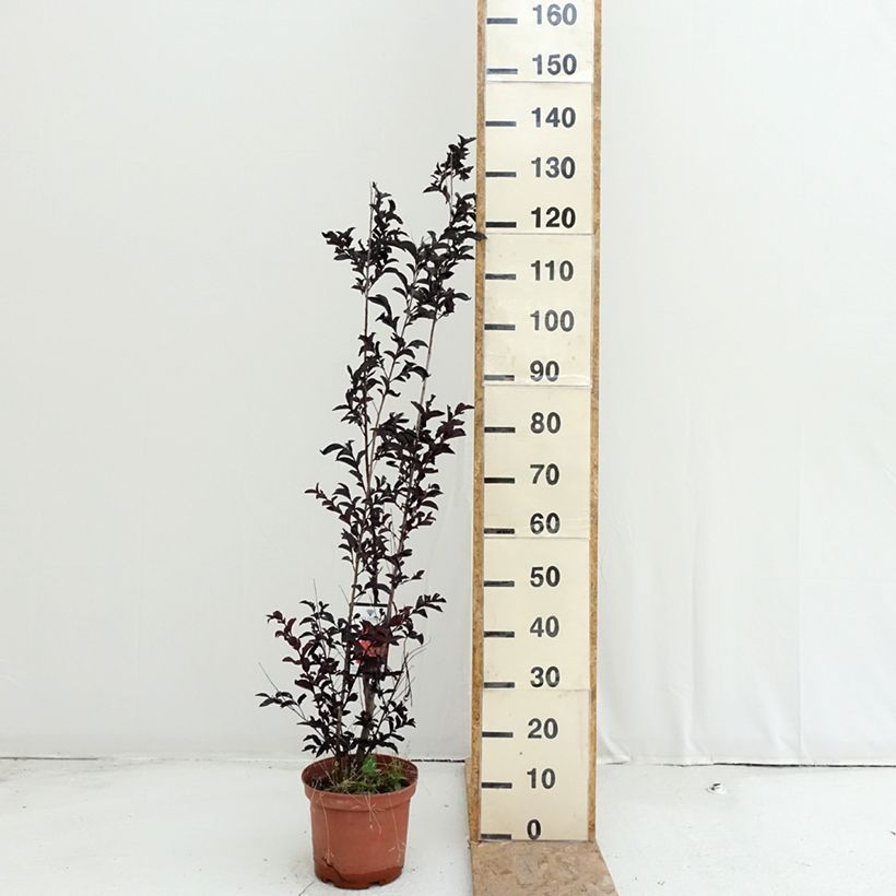 Exemplaar van Lagerstroemia indica Black Solitaire Crimson Red - Indische sering Pot van 3 l/4 l zoals geleverd in de zomer