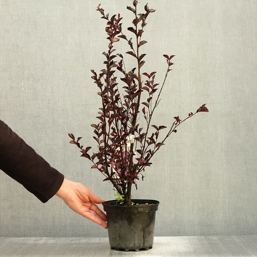 Exemplaar van Lagerstroemia indica Black Solitaire Purely Purple - Indische sering Pot van 3 l/4 l, Struik zoals geleverd in de herfst