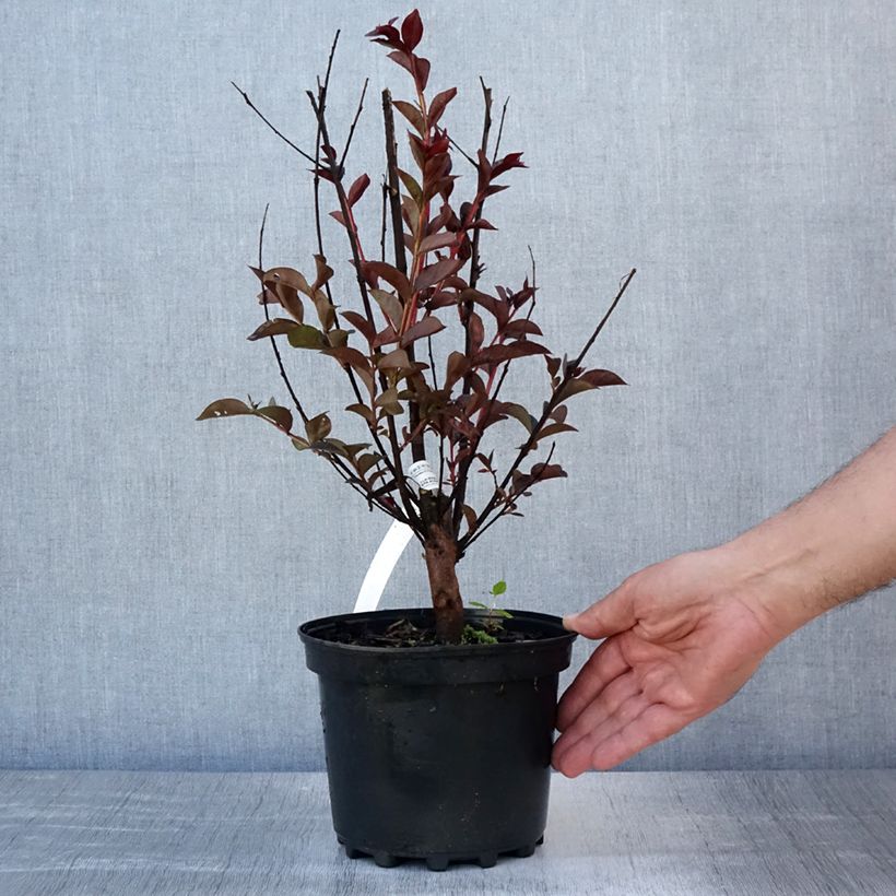 Exemplaar van Lagerstroemia indica Black Solitaire Purely Purple - Indische sering Pot van 3 l/4 l, Struik zoals geleverd in de zomer