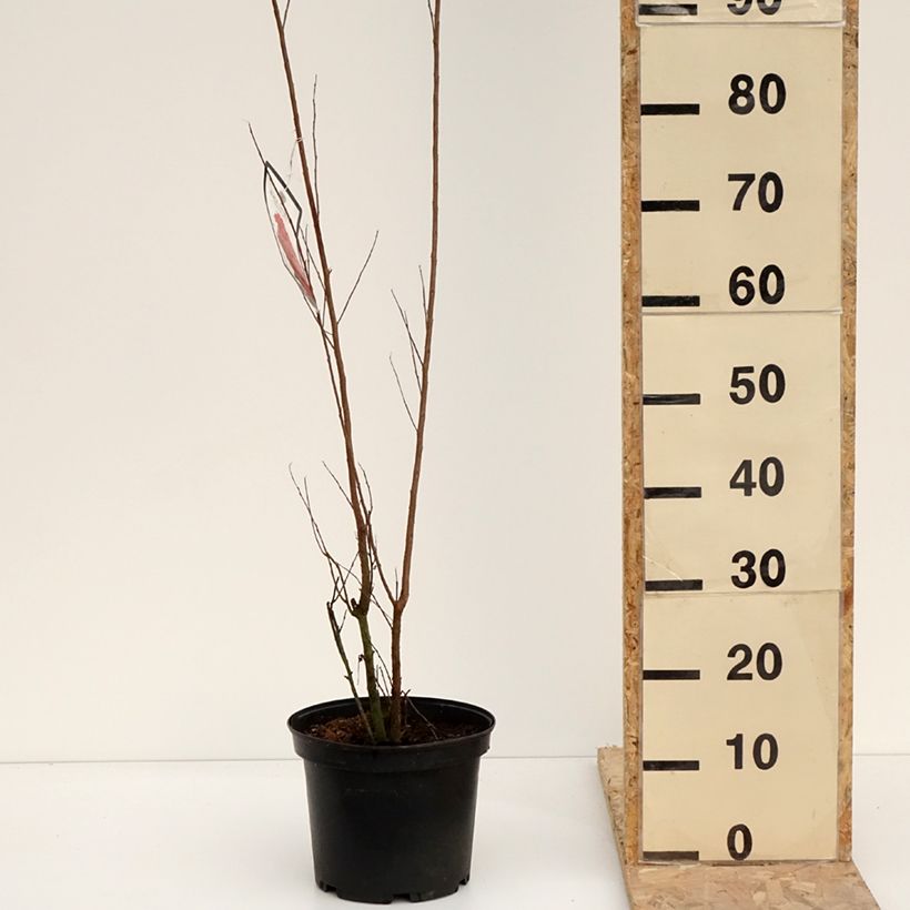 Example of Lagerstroemia indica Black Solitaire (Black Diamond) Red Hot - Lilas des Indes Pot van 4 l/5 l as you get in hiver