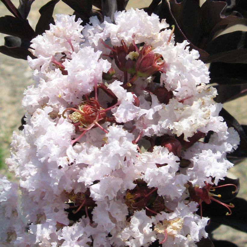 Lagerstroemia indica Black Solitaire Blush - Indische sering (Flowering)