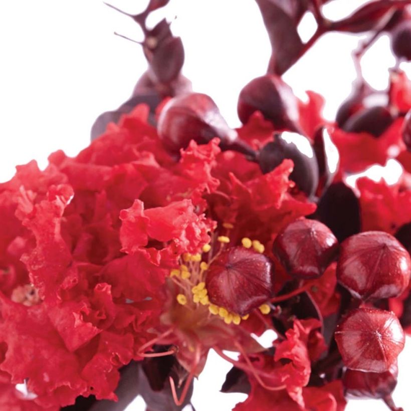 Lagerstroemia indica Black Solitaire Crimson Red - Indische sering (Flowering)