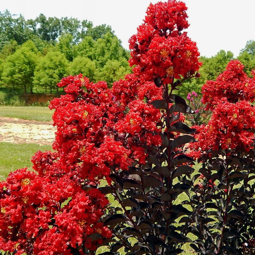 Lagerstroemia indica Black Solitaire Red Hot - Indische sering (Flowering)