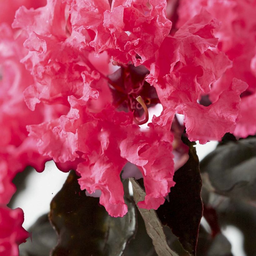 Lagerstroemia indica Black Solitaire Shell Pink - Indische sering (Flowering)