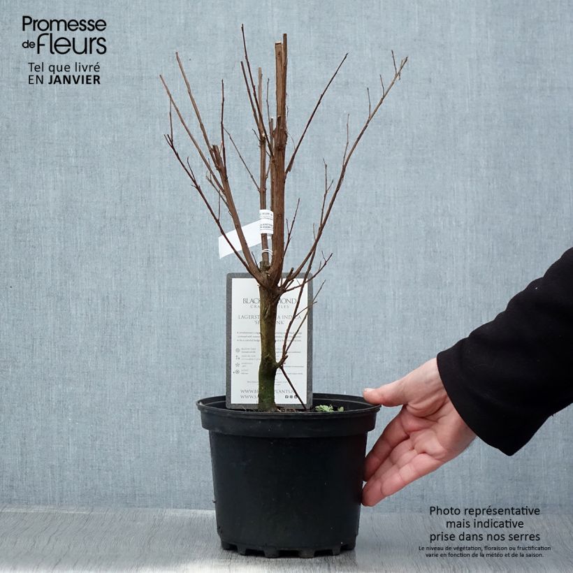 Example of Lagerstroemia indica Black Solitaire (Black Diamond) Shell Pink - Lilas des Indes Pot van 3 l/4 l as you get in hiver