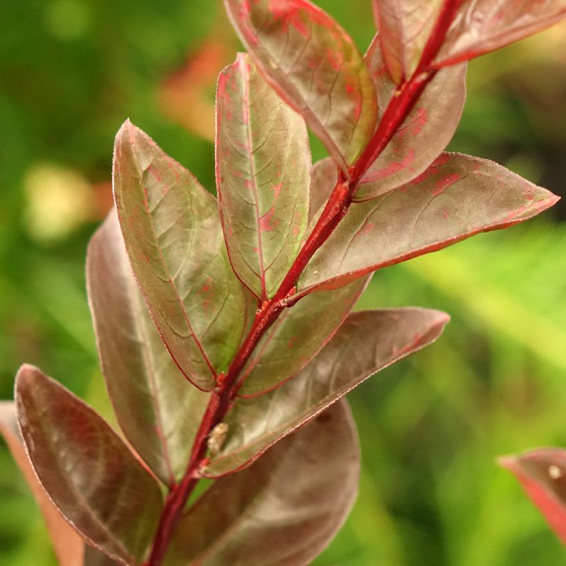Lagerstroemia indica Black Solitaire Blush - Indische sering (Blad)