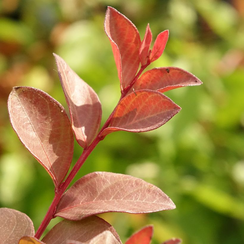 Lagerstroemia indica Cherry - Indische sering (Blad)