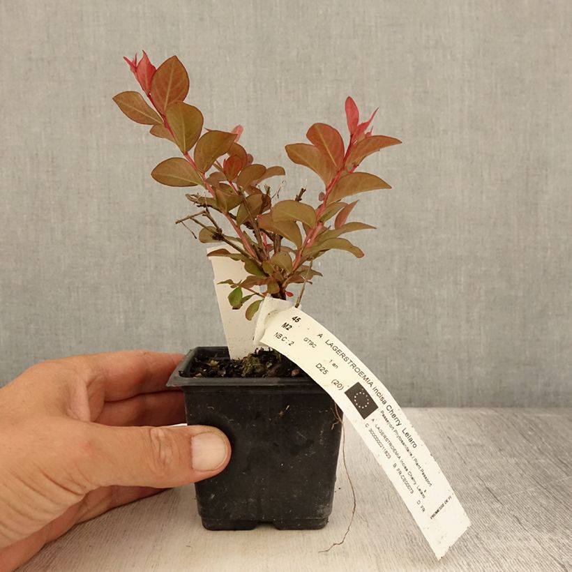 Exemplaar van Lagerstroemia indica Cherry - Indische sering Kweekpotje van 8/9 cm zoals geleverd in de zomer