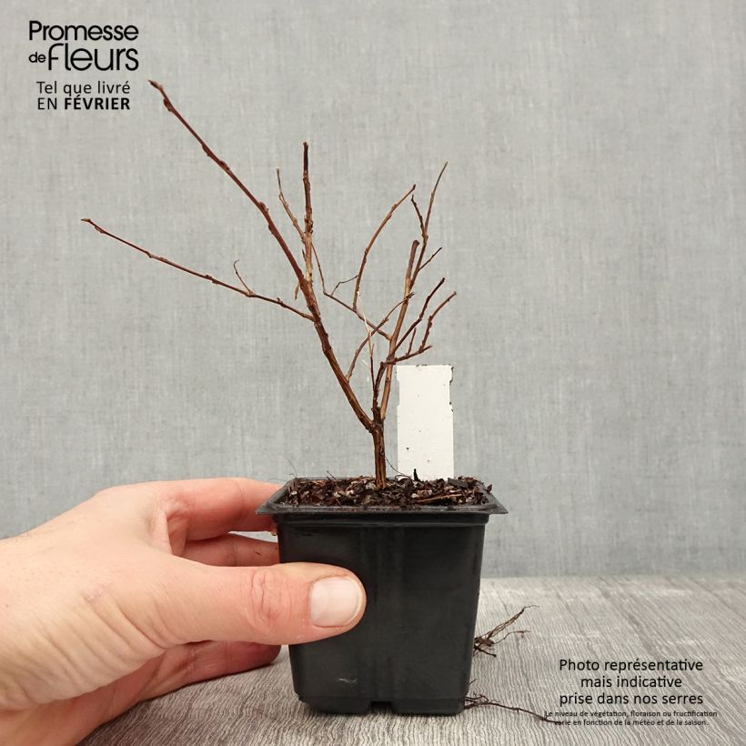 Example of Lagerstroemia indica Cherry - Indische sering Kweekpotje van 8/9 cm as you get in hiver